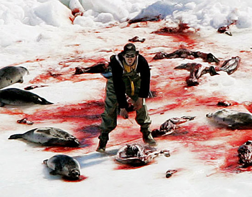 Killing Seals 